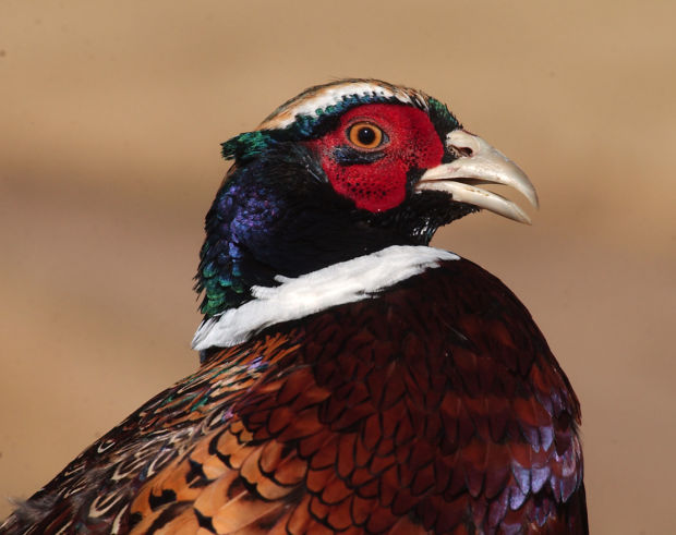 Peanut Butter Pheasant